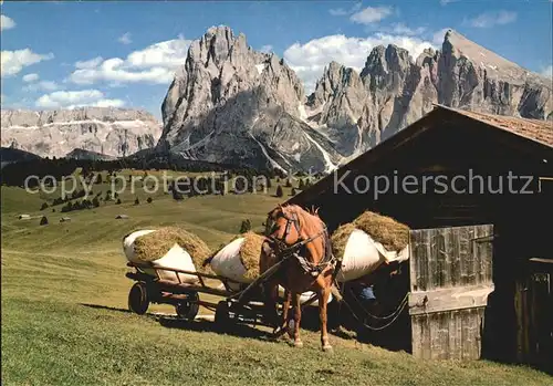Pferde Solomiti Alpe di Siusi Seiser Alm  Kat. Tiere
