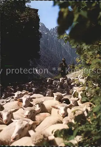 Schafe Hirte Moutons Sheeps Kat. Tiere