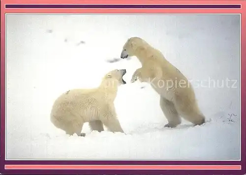 Eisbaer Polar bear cubs Norway  Kat. Tiere