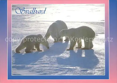 Eisbaer Polar Bears Norway Ours Blancs  Kat. Tiere