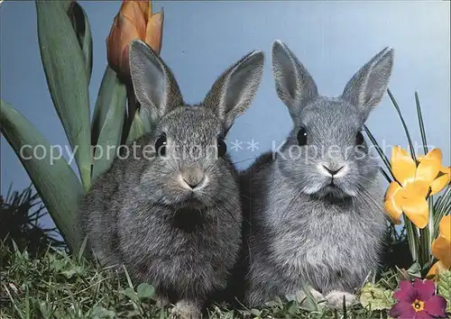 Hasen Kaninchen Lapins Rabbits  Kat. Tiere