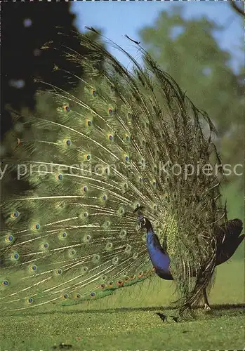 Voegel Blauer Pfau Paon bleu Indian Peafowl Kat. Tiere