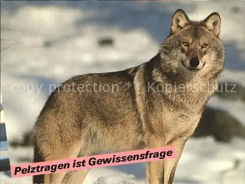 Wolf Tiere Pelztragen ist Gewissensfrage Tierschutz Basel  Kat. Tiere