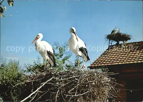 Storch Schweizerische Vogelwarte Sempach Altreu Ansiedlungsversuch Kat. Tiere