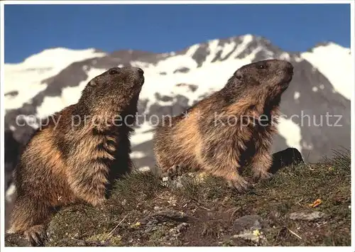 Murmeltier Marmottes Marmots  Kat. Tiere