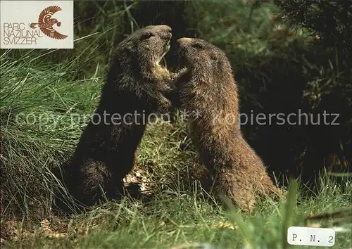 Murmeltier Parc Naziunal Svizzer Zernez Kat. Tiere