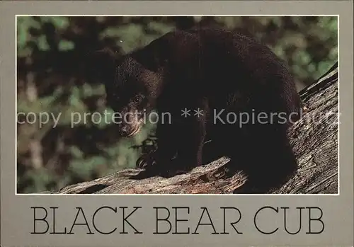 Baeren Black Bear Cub  Kat. Tiere