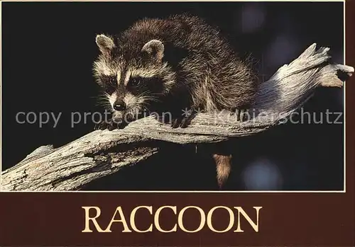 Tiere Waschbaer Raccoon Kat. Tiere