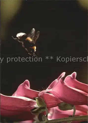 Bienen Insekten Hummel in Anflug Roter Fingerhut  Kat. Imkerei