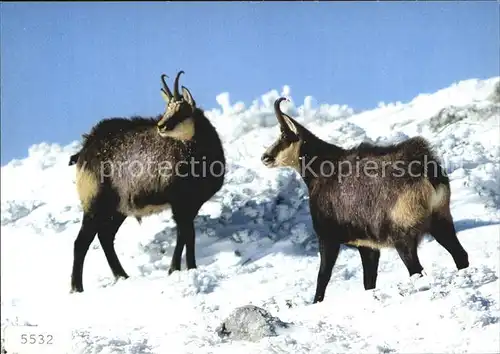 Gemse Rupicapra Chamois Kat. Tiere