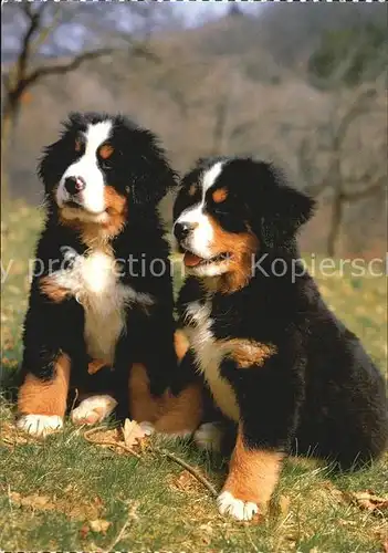 Hunde Berner Sennhund Welpen Kat. Tiere