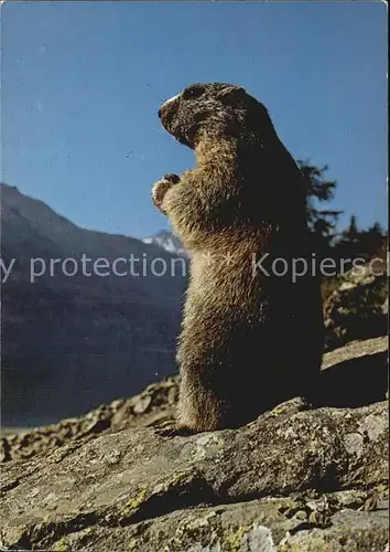 Murmeltier Marmotte Marmot  Kat. Tiere