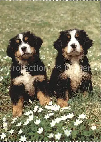 Hunde Berner Sennenhund Welpen  Kat. Tiere