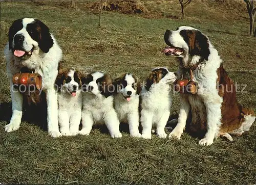 Bernhardiner St. Bernhards Zwinger vom Saeuliamt  Kat. Tiere