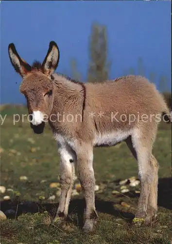 Esel Tiere Hausesel Ane Donkey  Kat. Tiere