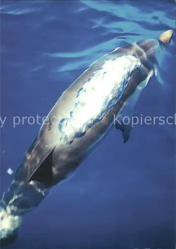 Delphine Ausatmender Delphin an der Wasseroberflaeche  Kat. Tiere