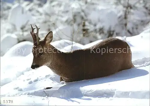 Reh Rehbock Capreolus Chevreuil  Kat. Tiere