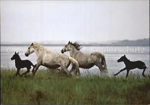 Pferde Camargue  Kat. Tiere