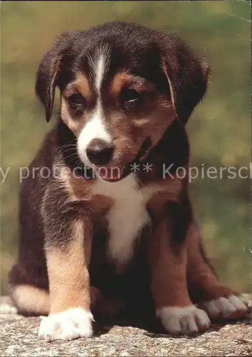 Hunde Appenzellerhund Welpe  Kat. Tiere