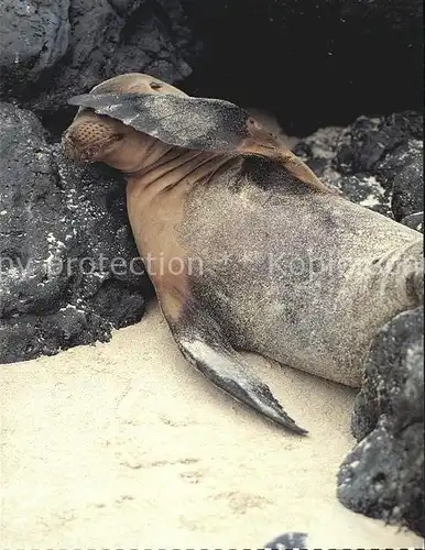 Seehunde Robben Galapagos Seeloewe  Kat. Tiere