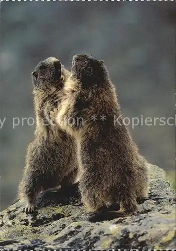 Murmeltier Marmotte Marmot  Kat. Tiere