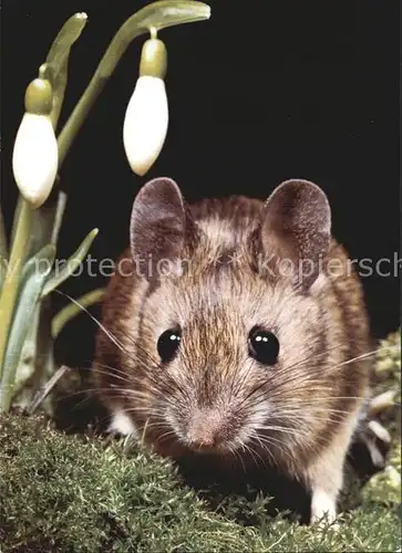 Tiere Maus Souris Mouse  Kat. Tiere