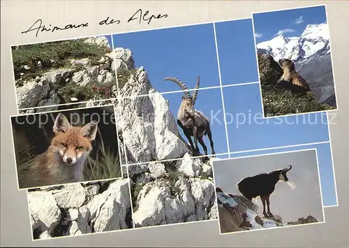 Tiere Alpentiere Steinbock Gemse Murmeltier Fuchs  Kat. Tiere