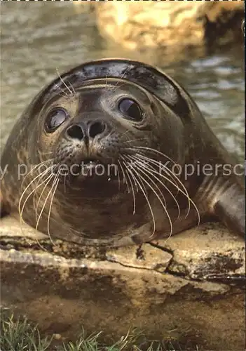 Seehunde Robben Phoque chien de mer Seal  Kat. Tiere
