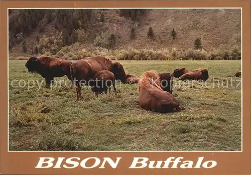 Tiere Bison Buffalo  Kat. Tiere
