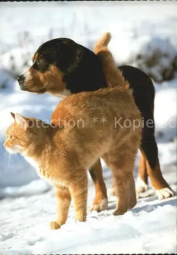 Hunde Entlebucher Sennenhund Hauskatez Kat. Tiere