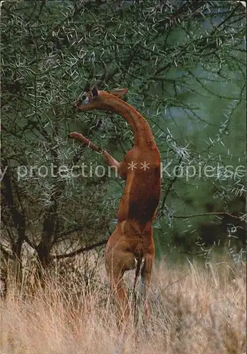 Tiere Gerenuk Giraffengazelle East Africa  Kat. Tiere