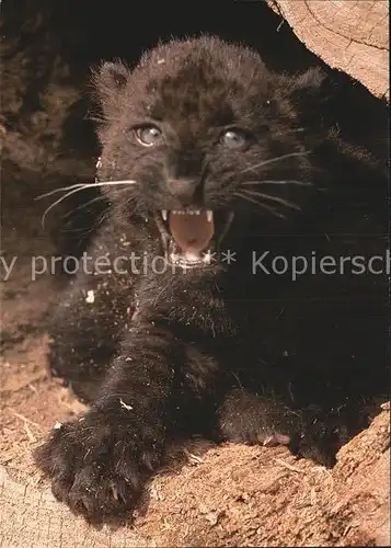 Tiere Junger Schwarzer Panther Zoo Zuerich  Kat. Tiere