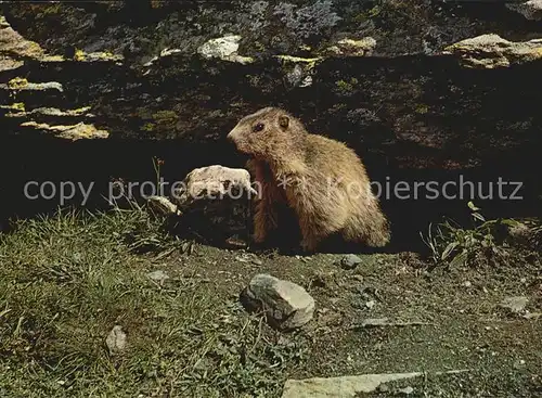 Murmeltier Marmotte Marmot  Kat. Tiere