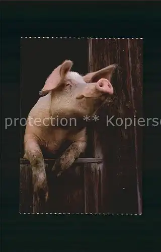 Schweine Hausschwein Pic Porc  Kat. Tiere