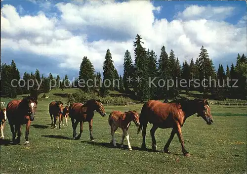 Pferde Paturage du Jura Franches Montagnes  Kat. Tiere