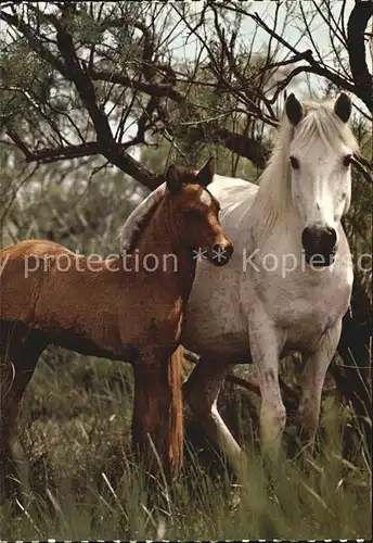 Pferde Camargue  Kat. Tiere