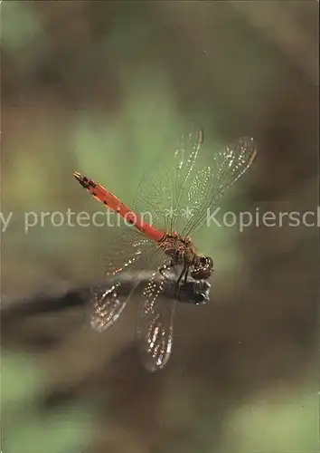 Insekten Sumpf Heidelibelle  Kat. Tiere