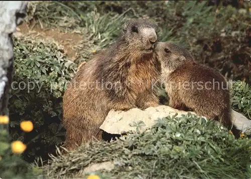 Murmeltier Marmottes Marmots  Kat. Tiere