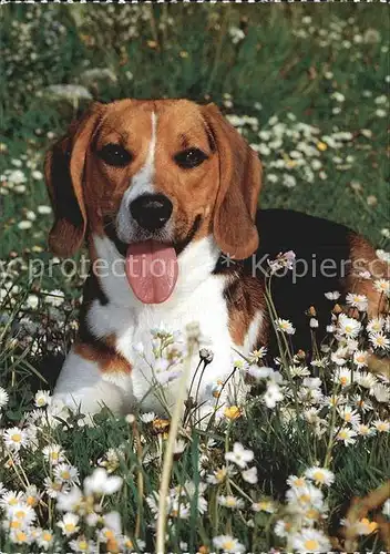 Hunde Beagle  Kat. Tiere