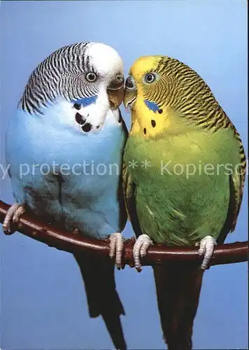 Voegel Wellensittich Melopsittacus undulatus Kat. Tiere