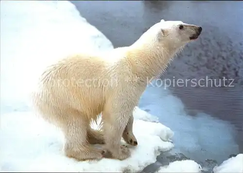Eisbaer Polar Bear Norway  Kat. Tiere