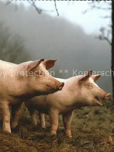 Schweine Hausschweine Porcs Pigs  Kat. Tiere