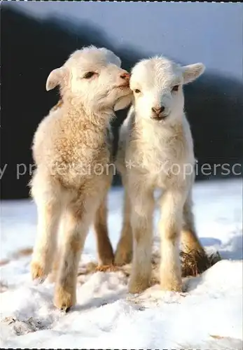 Schafe Hausschaf Mouton Sheep Kat. Tiere