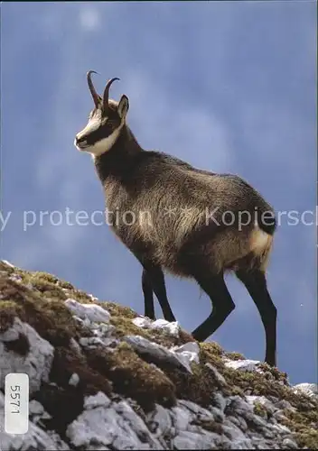 Gemse Rupicapra Chamois Kat. Tiere