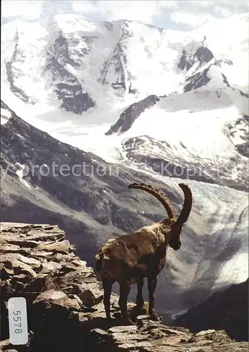 Steinbock Alpensteinbock Bouquetin Ibex  Kat. Tiere