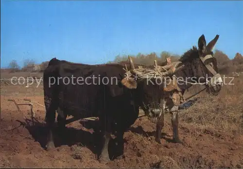 Esel Tiere Ochse Landwirtschaft Pflug Istra Kat. Tiere