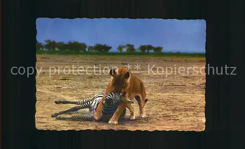 Loewe Lioness Zebra  Kat. Tiere