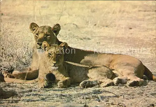 Loewe Lioness with Cub  Kat. Tiere