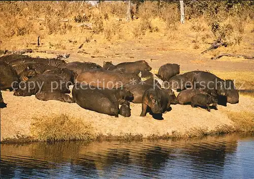 Tiere Nilpferde Hippopotamus Zambezi Kat. Tiere