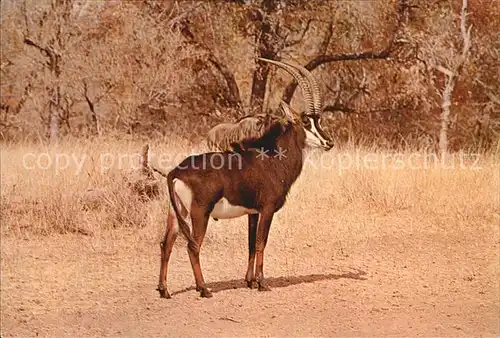 Tiere Sable Antelope Rappenantilope Kat. Tiere